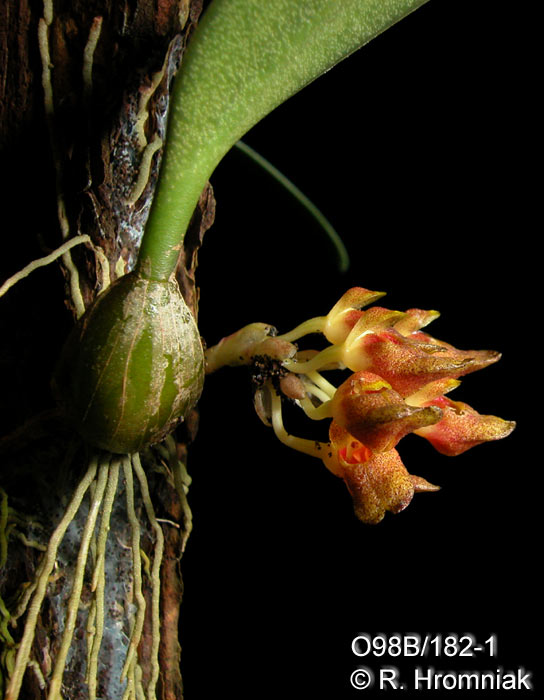 Bulbophyllum spathulatum