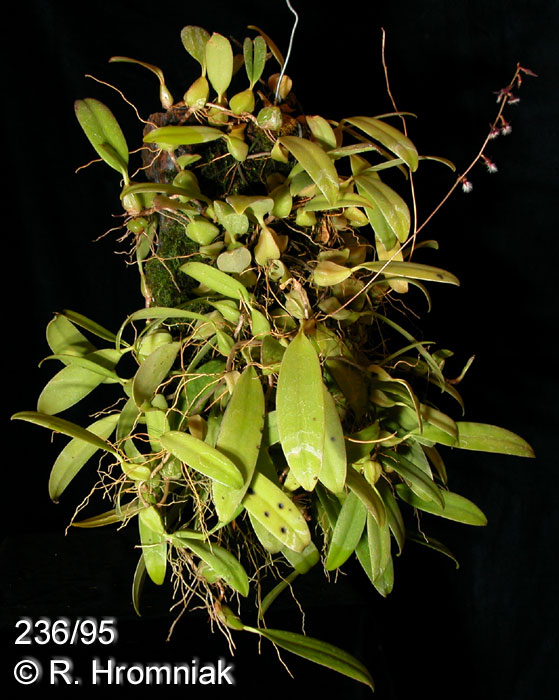Bulbophyllum saltatorium var. albociliatum