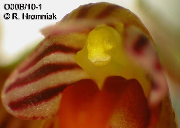 Bulbophyllum retusiusculum