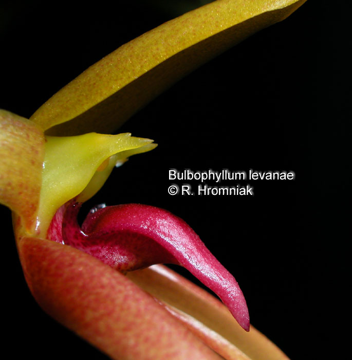 Bulbophyllum levanae