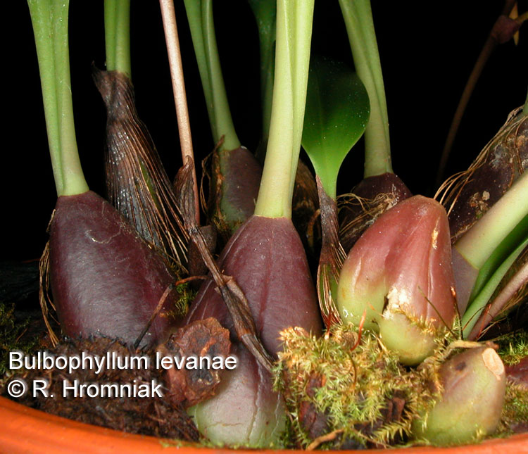 Bulbophyllum levanae