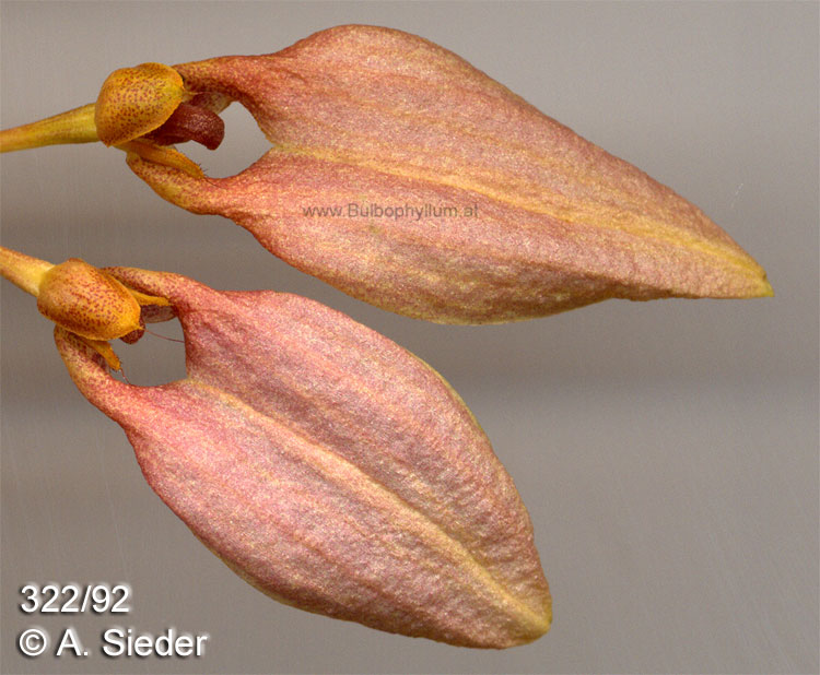 Bulbophyllum weberi