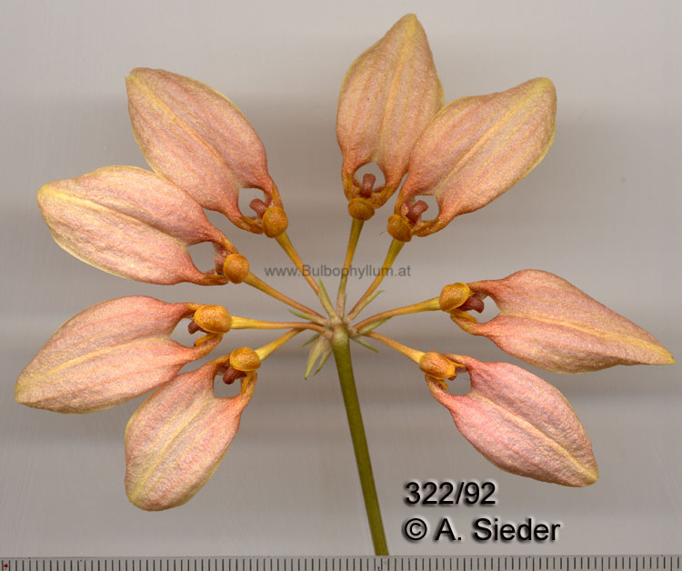 Bulbophyllum weberi