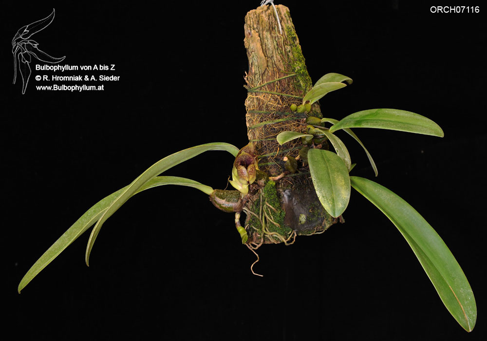 Bulbophyllum agastor (ORCH07116) (01)