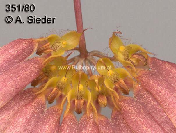 Bulbophyllum amesianum