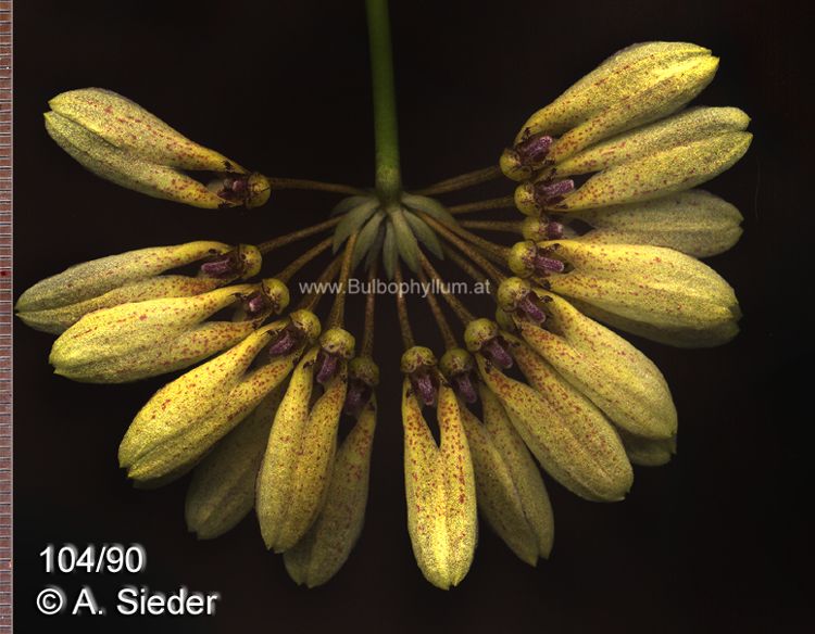 Bulbophyllum cyclosepalon