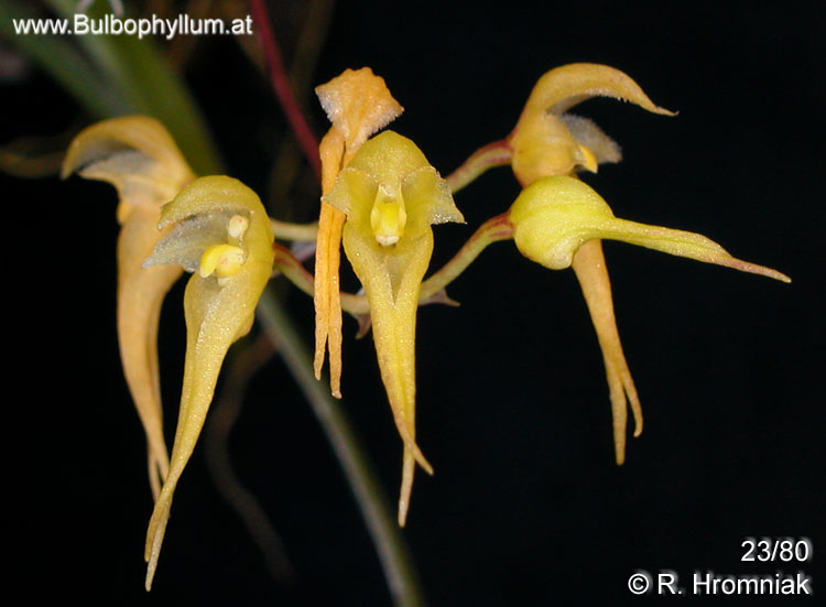 Bulbophyllum scabratum