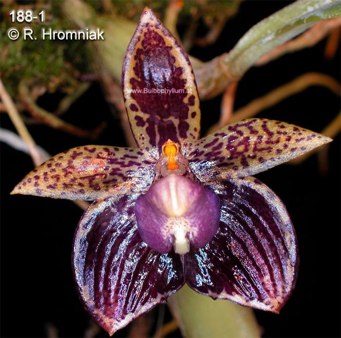 Bulbophyllum cornutum