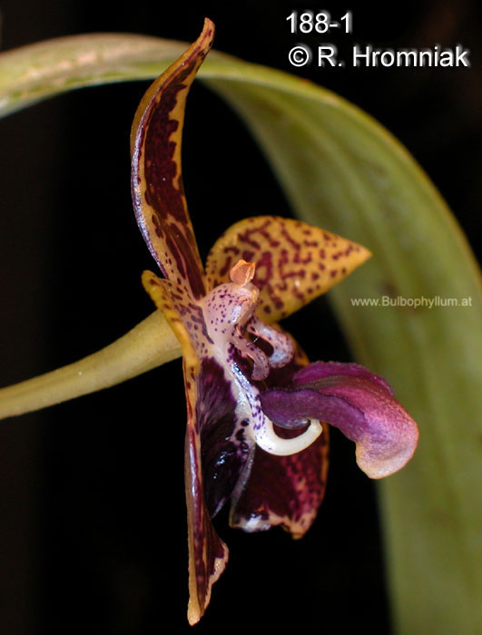 Bulbophyllum cornutum