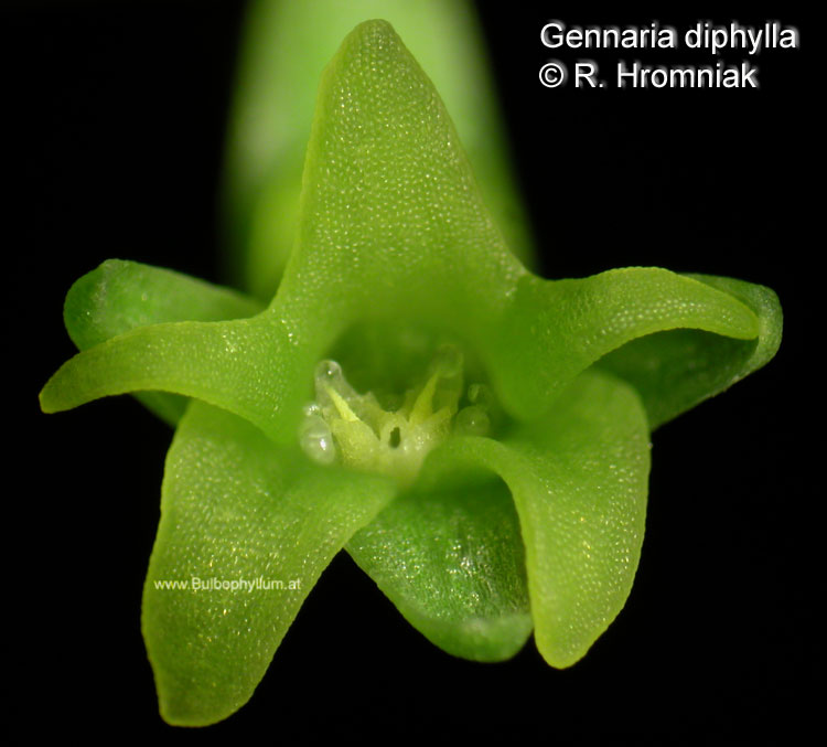 Gennaria diphylla
