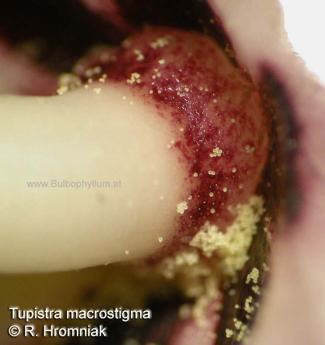 Tupistra macrostigma