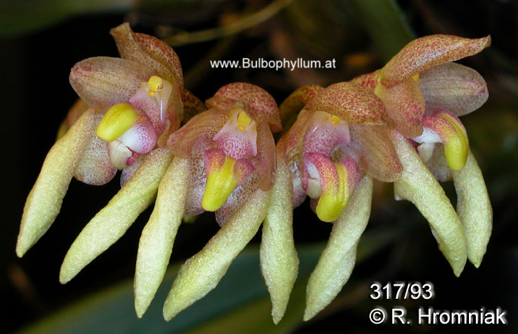 Bulbophyllum maculosum