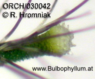 Bulbophyllum tentaculiferum