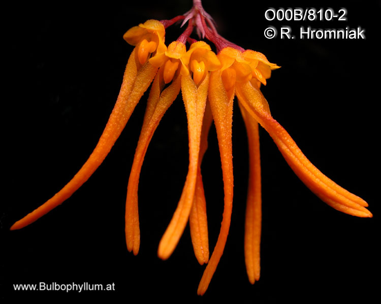 Bulbophyllum thaiorum
