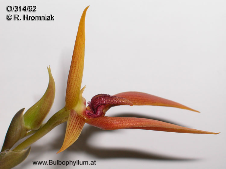 Bulbophyllum papulosum