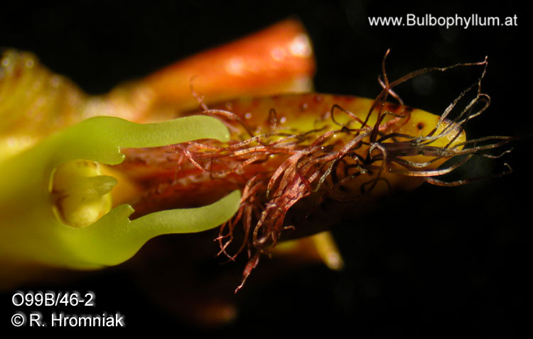 Bulbophyllum sulawesii
