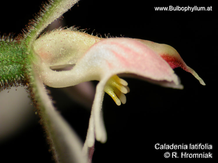 Caladenia latifolia