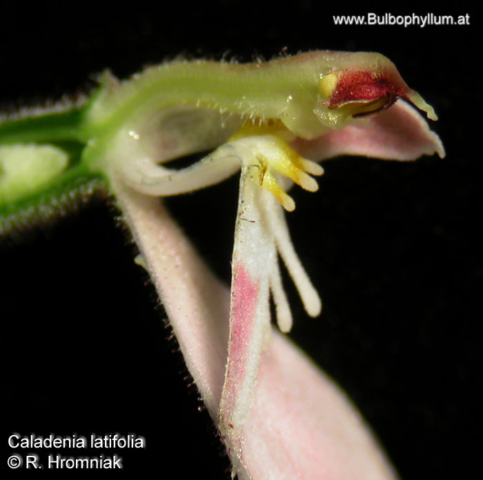 Caladenia latifolia