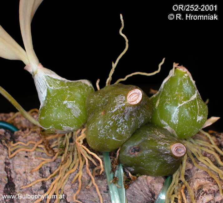 Bulbophyllum refractum (OR/252-2001)