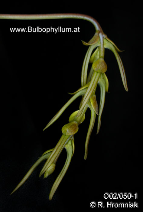 Bulbophyllum tripudians