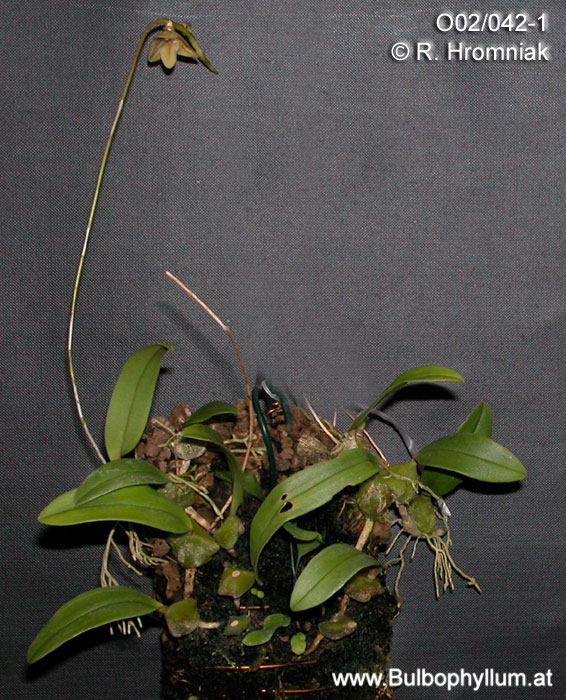 Bulbophyllum micropetalum
