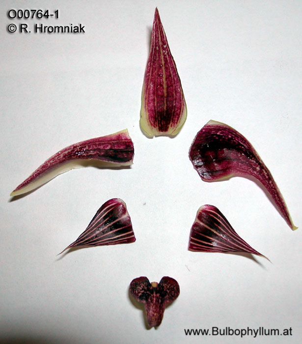 Bulbophyllum reticulatum