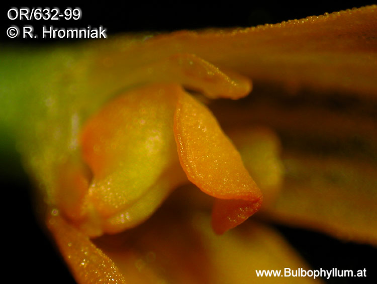 Bulbophyllum stormii