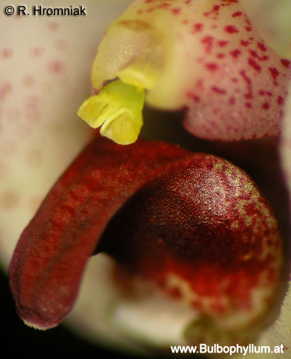 Bulbophyllum falcatum var. bufo