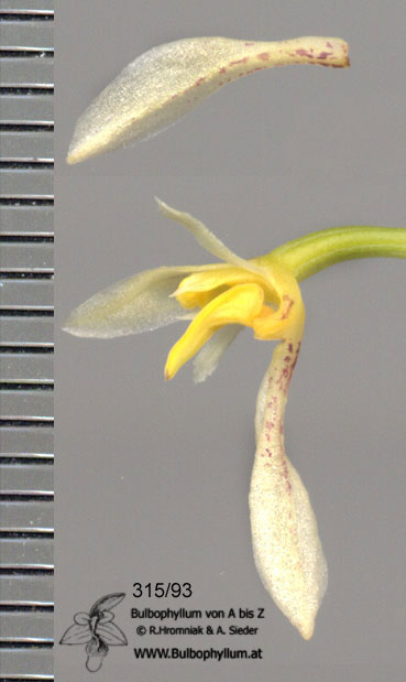 Bulbophyllum gymnopus