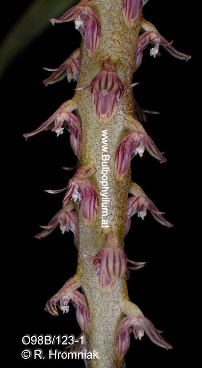 Bulbophyllum hastiferum