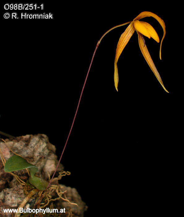 Bulbophyllum williamsii