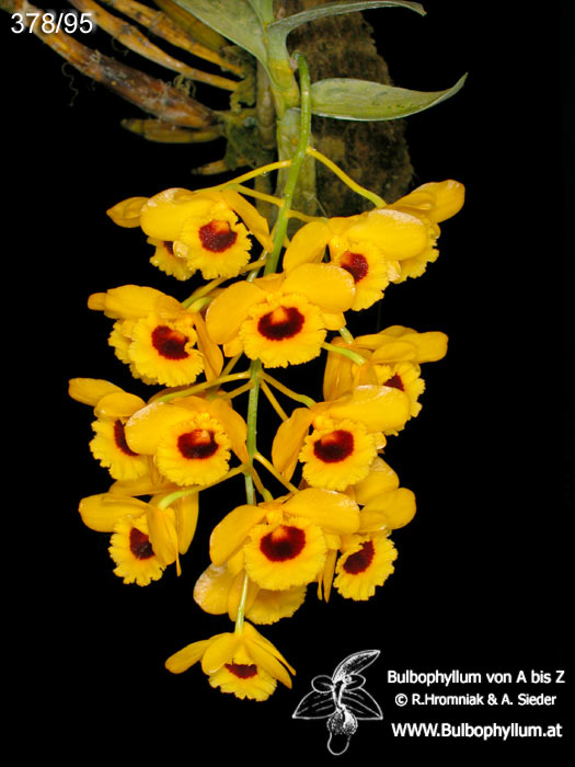 Dendrobium fimbriatum var. occulatum