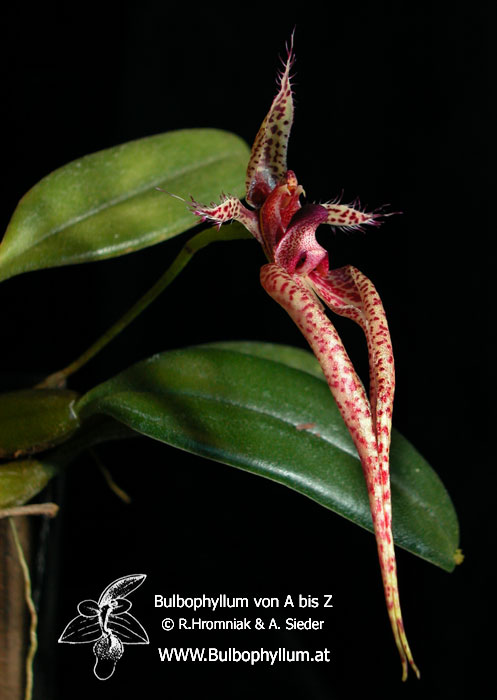 Bulbophyllum - Hybride