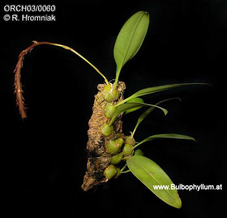 Bulbophyllum clipeibulbum