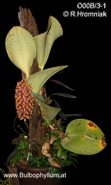 Bulbophyllum beccarii
