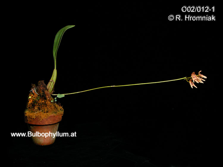 Bulbophyllum guttulatum