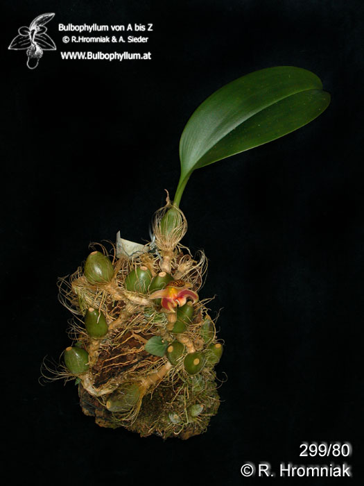Bulbophyllum microglossum