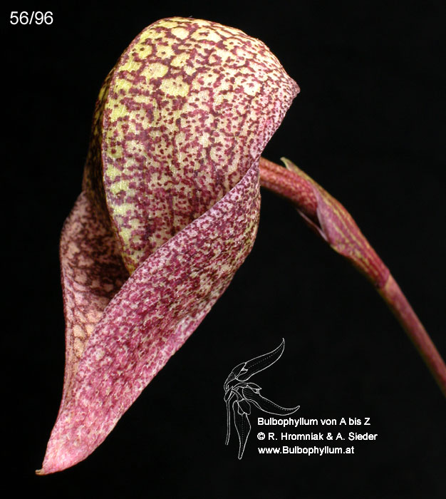 Bulbophyllum fritillariiflorum
