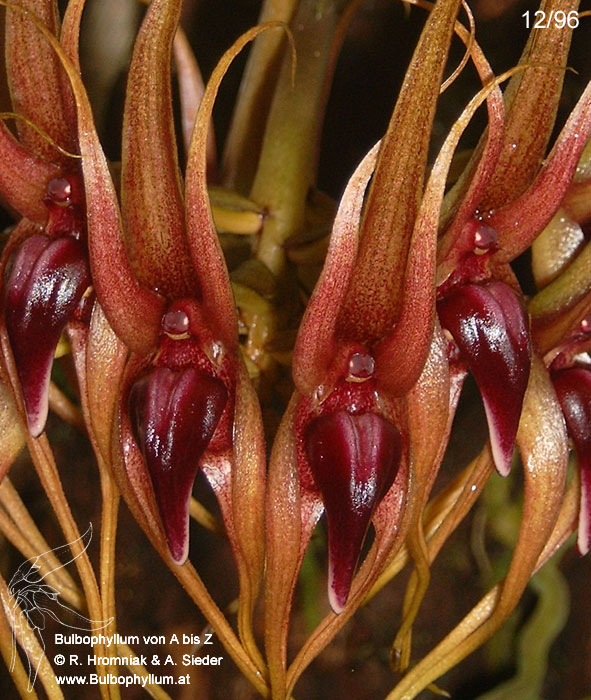 Bulbophyllum pahudii