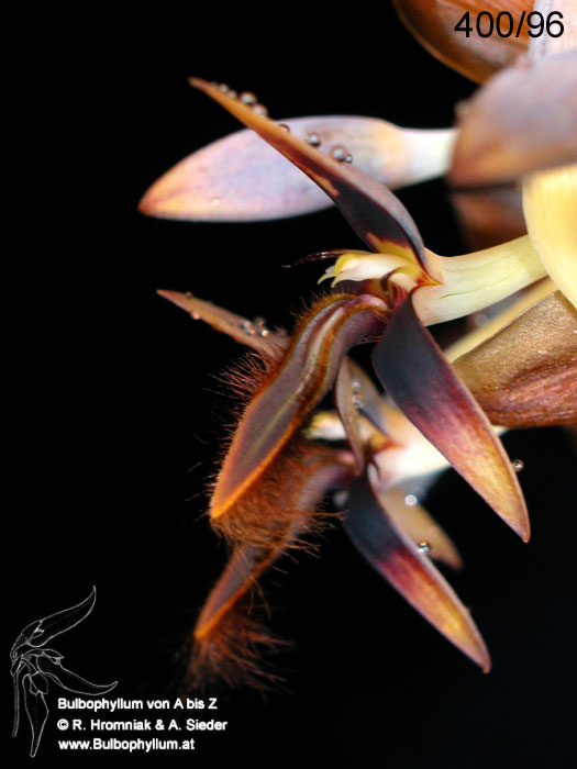 Bulbophyllum mayombeense