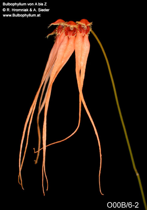 Bulbophyllum pectenveneris