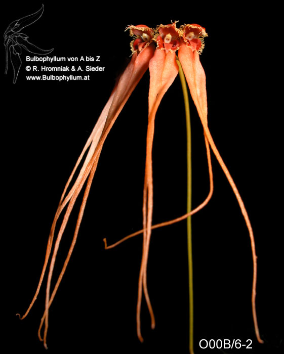 Bulbophyllum pectenveneris