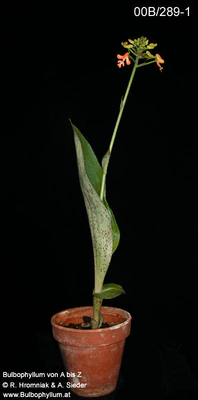 Cynorchis gibbosa