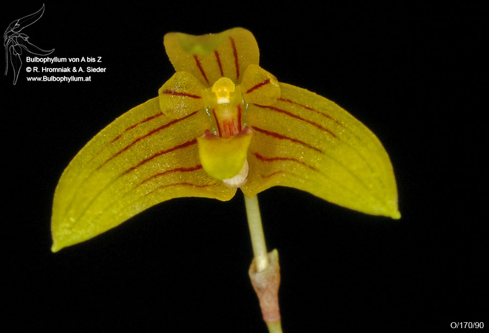 Bulbophyllum O/170/90