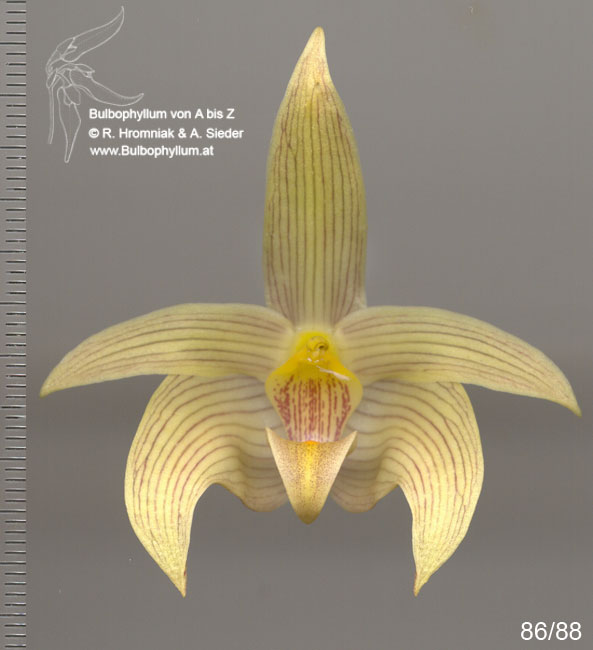 Bulbophyllum siamense