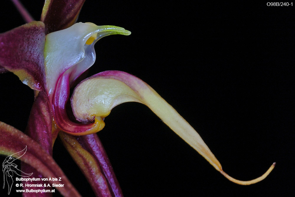 Bulbophyllum nasseri
