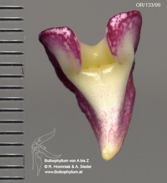 Bulbophyllum uniflorum