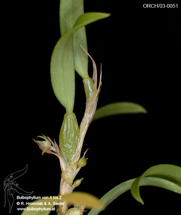 Bulbophyllum absconditum