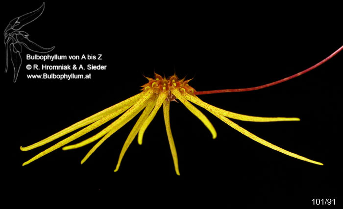 Bulbophyllum makoyanum (101/91)
