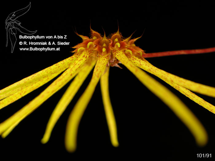 Bulbophyllum makoyanum (101/91)